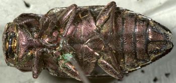 Media type: image;   Entomology 33796 Aspect: habitus ventral view